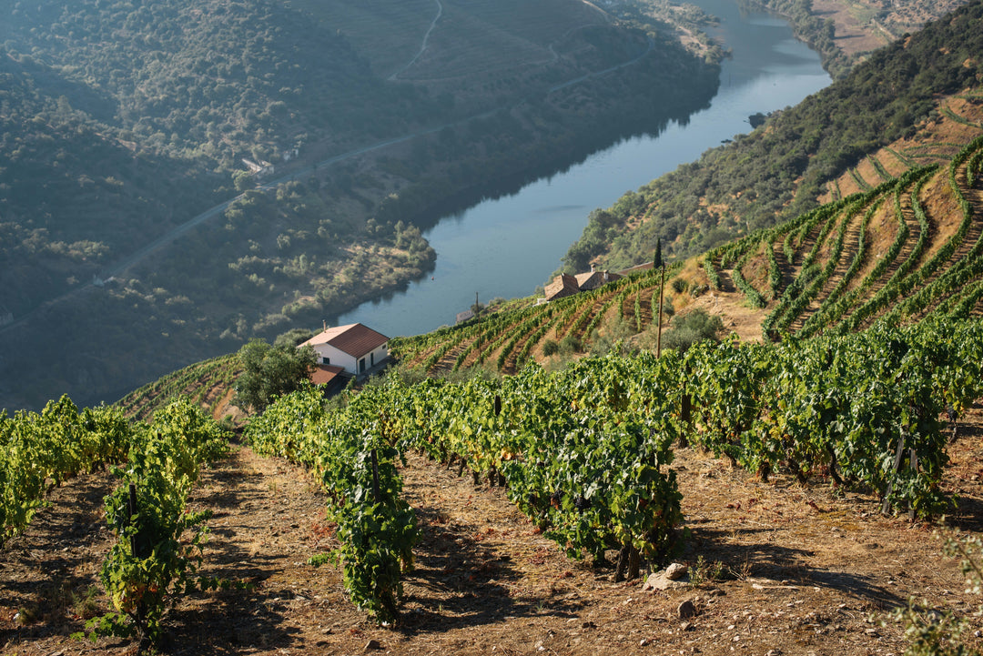 Região Vinícola Portugal Douro